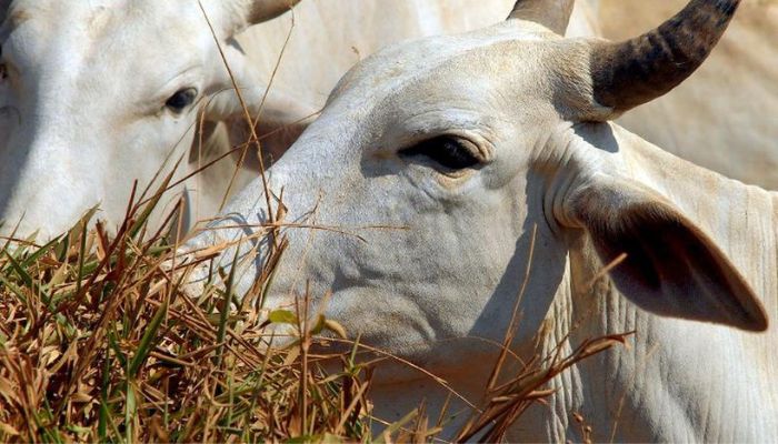  Mato Grosso inclui "boi bombeiro" em lei sobre áreas de proteção 